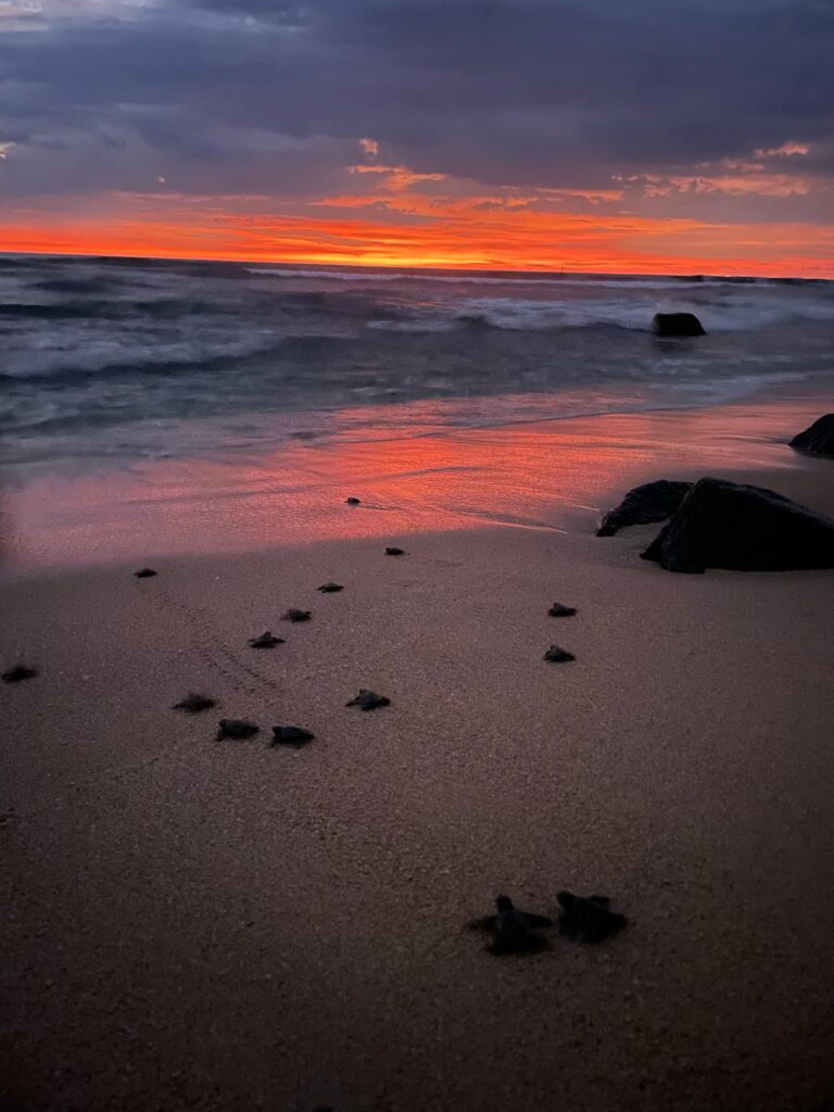 Schutz für Meeresschildkröten