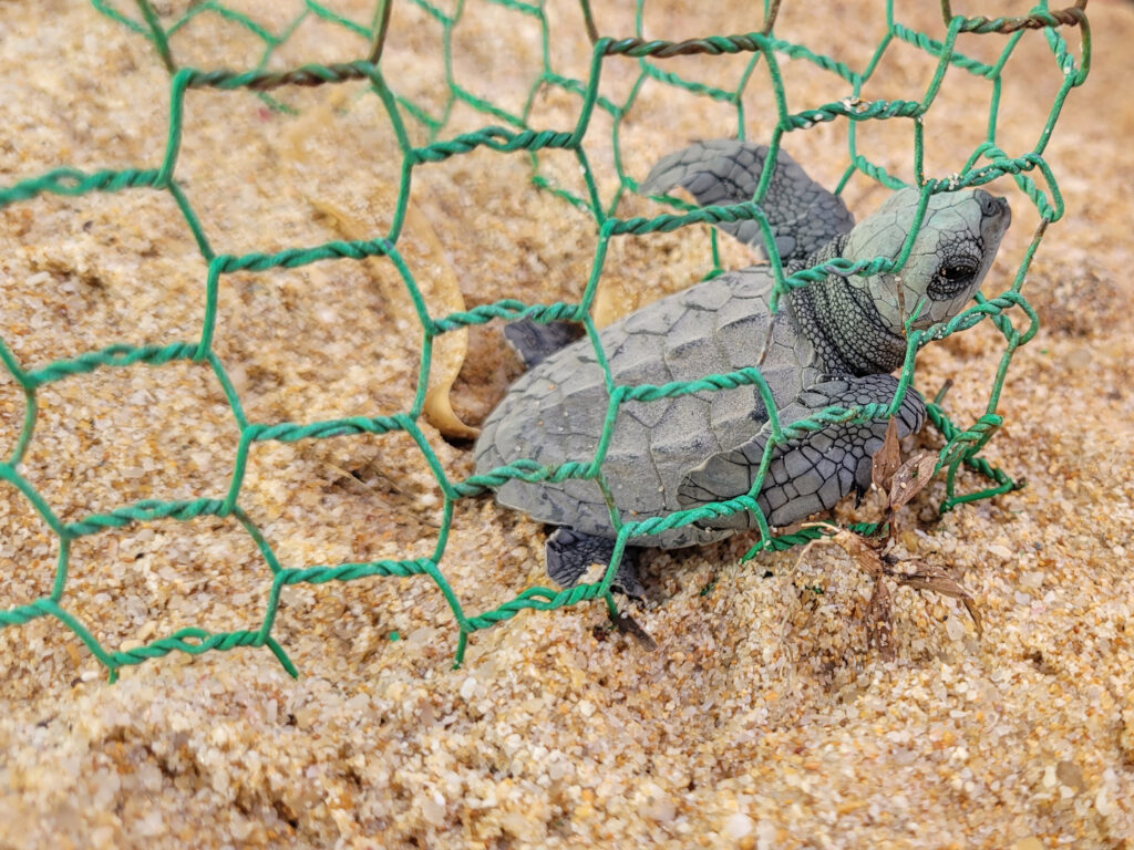 gefangene Meeresschildkröten | Schutz für Meeresschildkröten