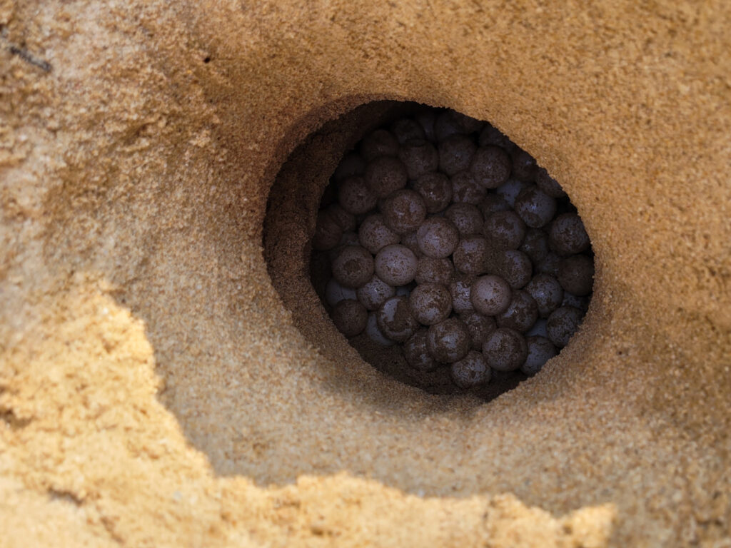 Schildkröteneier | Schutz für Meeresschildkröten