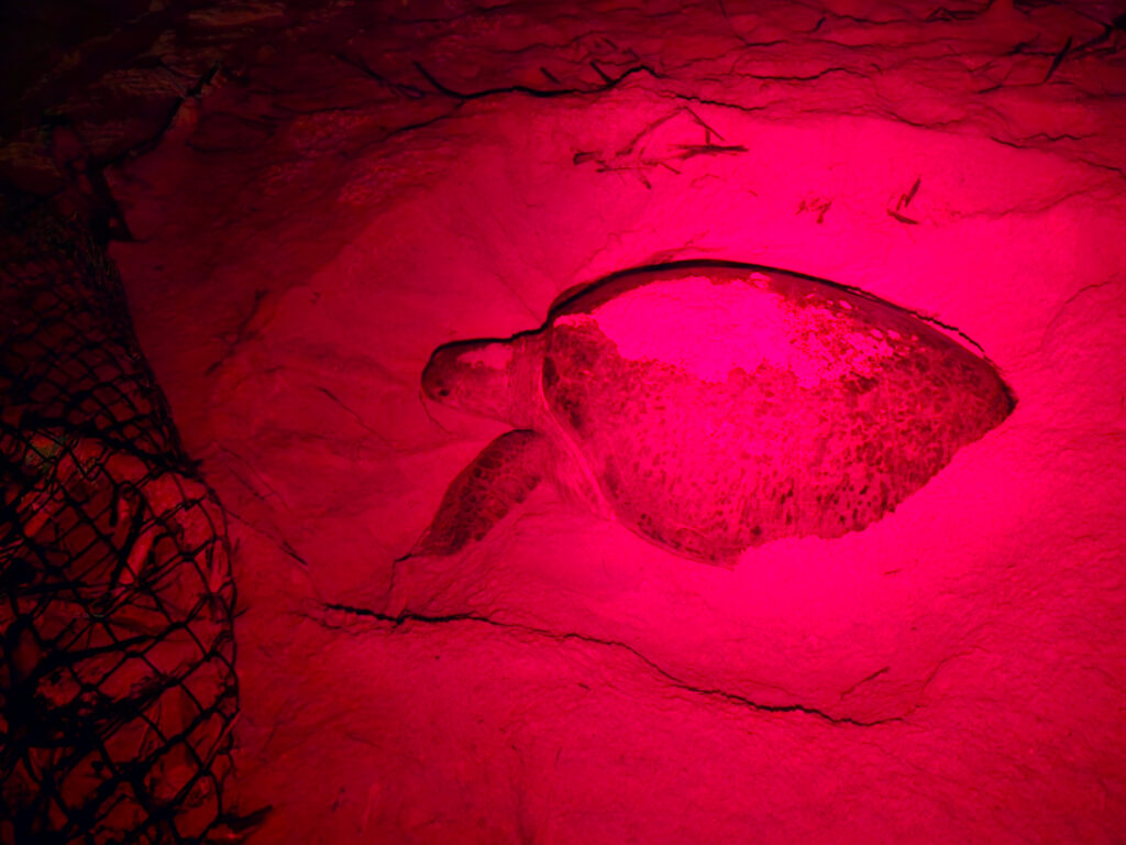 Schildkröte am Eierlegen | Schutz für Meeresschildkröten