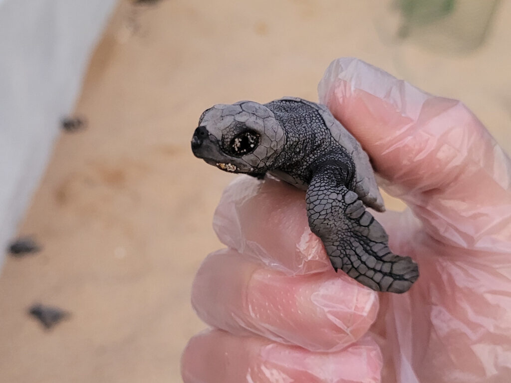 Schildkröte frisch geschlüpft | Schutz für Meeresschildkröten