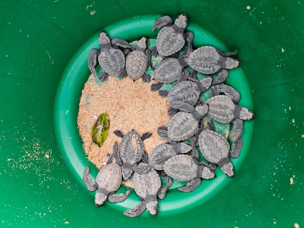 Schlüpflinge | Schutz für Meeresschildkröten